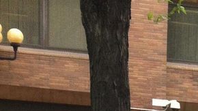 La banda estaba compuesta por 14 personas (en su mayoría hispanos), quienes fueron arrestados en las horas de la mañana durante varias redadas, según un anuncio conjunto del Fiscal General Eric Schneiderman y el comisionado de Policía, Raymond W. Kelly (en la foto).