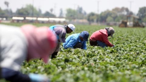 Trabajadores recogiendo fresas en Oxnard, California.