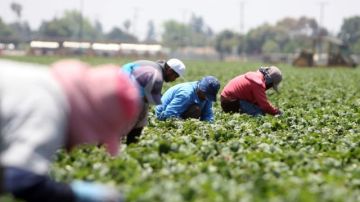 Trabajadores recogiendo fresas en Oxnard, California.