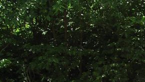 Las avispas fueron reproducidas hasta 250 veces su tamaño original para  ‘Extreme Bugs' en el Zoológico Brookfield.