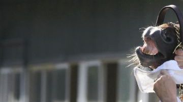 Benjamín Pérez, a la derecha, seca al prometedor ejemplar I'll Have Another tras bañarlo esta mañana en NY.