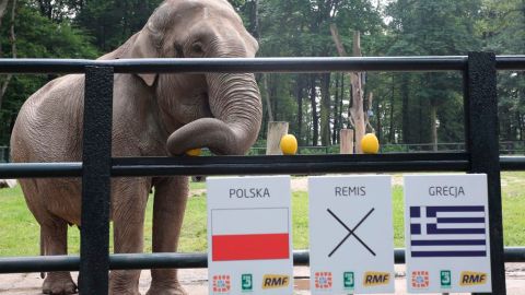 Citta vive en el zoo de Cracovia, Polonia, y pronostica cogiendo una fruta.