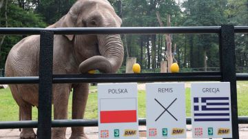 Citta vive en el zoo de Cracovia, Polonia, y pronostica cogiendo una fruta.