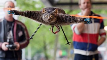 “The Orvillecopter” es una escultura realizada con un gato disecado en cuyas patas estiradas le fueron colocadas unas hélices.