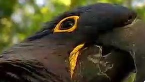 El dueño de las aves,Nick Butkovich,indicó que Bufford y Sam estaban en la verja del patio de su residencia la pasada semana, cuando un hombre salió de una guagua SUV, las agarró y salió huyendo.