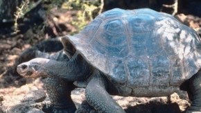 Las tortugas gigantes “Bibi” y “Poldi”  han estado juntas por 115 años.