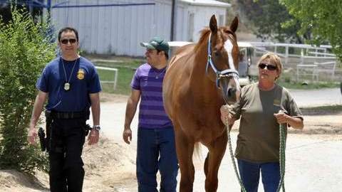 Agentes del FBI entraron a varias propiedades supuestamente propiedad del cártel de los Zetas en los que encontraron caballos finos.