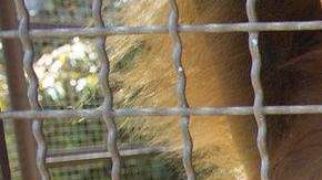 Un orangután usa una iPad en Jungle Island en Miami.