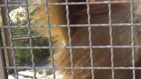 Un orangután usa una iPad en Jungle Island en Miami.