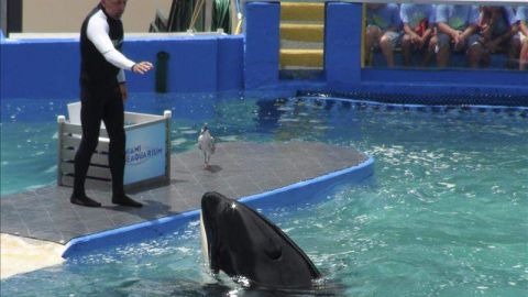 El cuidador Eric Eimstad alimenta con pescado a la popular orca Lolita en el Miami Seaquarium.