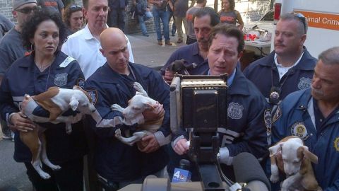 Miembros de la Policía sostienen algunos de los pitbull que fueron rescatados.