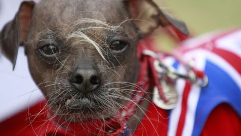 Mugly es un ganador gracias a su fealdad.