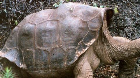 "Solitario Jorge" fue encontrado muerto el domingo en su corral, informó la Dirección del Parque Nacional Galápagos.