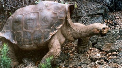 "Solitario Jorge" fue encontrado muerto el domingo en su corral informó la Dirección del Parque Nacional Galápagos.