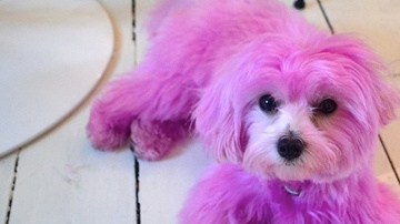 La actriz explicó que “@PinkDarcyDog es rosa porque su dueña, que no soy yo, está juntando dinero para la lucha contra el cáncer de mama.