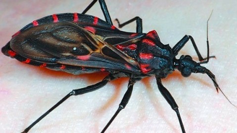 La picadura de una chinche, afecta sobre todo músculos estriados del corazón, del esófago y del intestino grueso.