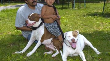 Julio Salas, de Puerto Rico, con su nieto Jonhnatan, junto a sus mascotas Nashali y Goldi, disfruta del verano en un parque de Brooklyn.