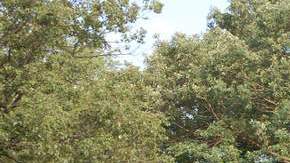 Un vendedor ambulante ofrece 'chinanpines' a un grupo de niños y adolescentes en un parque de El Bronx, quienes luego se los lanzan unos a otros.