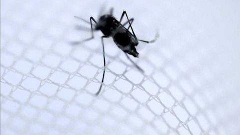 Ejemplar del mosquito Aedes aegypti trasmisor del dengue.