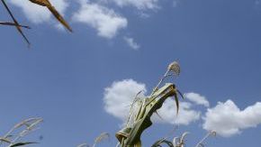Un sembrado de maíz en Ponca City, Oklahoma, muestra los efectos de la sequía.
