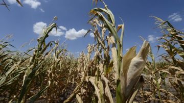 Un sembrado de maíz en Ponca City, Oklahoma, muestra los efectos de la sequía.