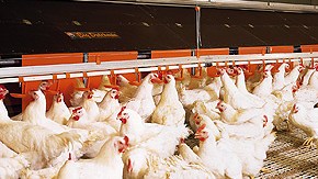 Se tiene aislado ya el virus de la gripe aviar que afecta en Jalisco, México.