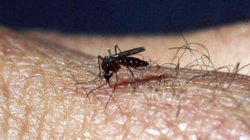 El virus del Nilo Occidental, que se contrae  por la picadura de un mosquito infectado, sigue  siendo un riesgo para los neoyorquinos.