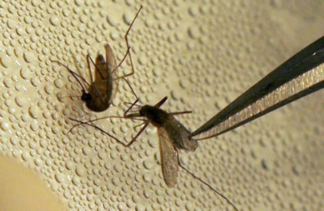 El virus causado por la picadura de un mosquito infectado,  puede ocasionar una variedad de dolencias.