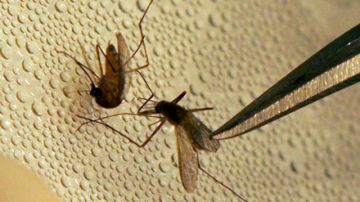 El virus causado por la picadura de un mosquito infectado,  puede ocasionar una variedad de dolencias.