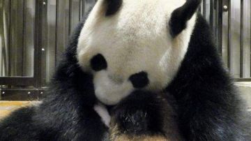 La panda gigante Shin Shin y su cría, la primera nacida en 24 años en ese zoo, que murió seis días después del alumbramiento.