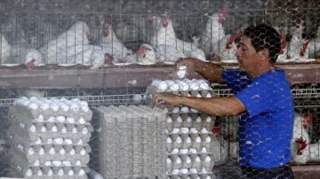 La gripe aviar ha afectado a granjas avícolas de Jalisco (oeste de México).