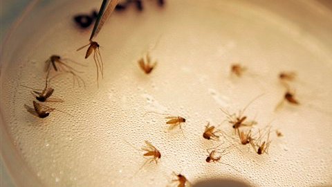 La picadura de estos mosquitos puede causar meningitis o encefalitis.