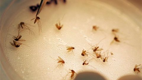 La picadura de estos mosquitos puede causar meningitis o encefalitis.