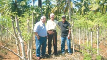 Varios trabajadores dominicanos de los que cultivan y conocen la moringa como la palma de su mano.