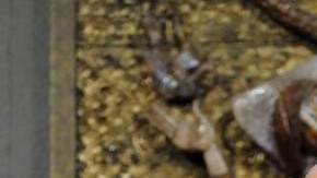 El actual obispo de Oakland, Salvatore J. Cordileone.