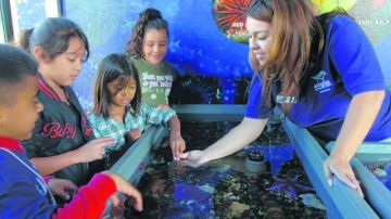 El Acuario de Long Beach es un lugar donde los menores aprenden sobre la vida marina.