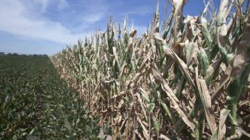 La sequía está causando pérdidas en cultivos de soya y maíz.