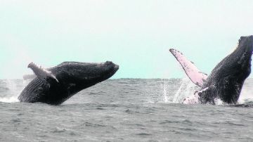 Ballenas jorobadas danzan  en las cálidas aguas de la Isla de la Plata, frente a las costas de Ecuador.