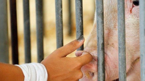 La mayor parte de los contagios a nivel nacional han sido en ferias donde la gente ha tenido contacto con los cerdos.