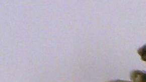 Una mariposa mutante capturada cerca de la planta nuclear de Fukushima.