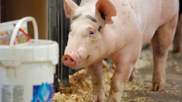 El contacto de  las personas con  cerdos en exhibiciones o  ferias,  puede expandir el contagio de la influenza H1N1.