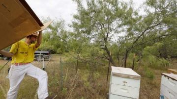 Brandon Pollard preparaba ayer una zona que sería fumigada con insecticidas en Balch Springs, Texas.