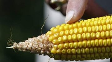 Fernando Castro analizó el maíz y descubrió que existe una relación entre el estrés biótico y el potencial nutracéutico, es decir, que los maíces que son resistentes a plagas presentan mayores propiedades.