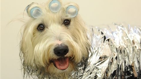 Clases de natación, peluquería y pedicura, "suites" de lujo, tratamientos de barro o aromaterapia y lo último en moda de verano marcan las tendencias en el lucrativo y excesivo mundo de las mascotas en Japón.