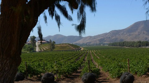 Bodegas Santo Tomás le ofrece un recorrido educativo y visual de sus viñedos.