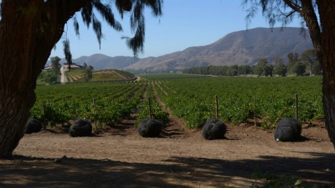 Bodegas Santo Tomás le ofrece un recorrido educativo y visual de sus viñedos.