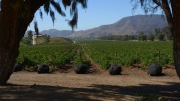 Bodegas Santo Tomás le ofrece un recorrido educativo y visual de sus viñedos.