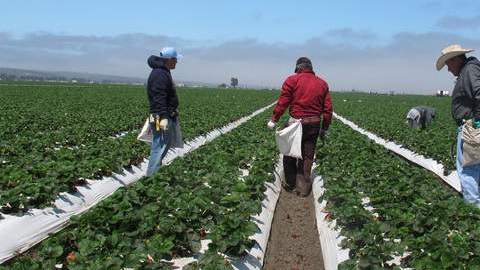 Hay cerca de 100,000 trabajadores en las granjas en Nueva York: el 90% son hispanos.