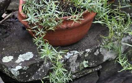 Cuidar tus plantas dentro de la casa requiere un poco de paciencia y atención.