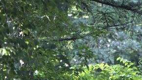 Agentes de la Policía recorrieron el lugar buscando evidencias que les permitan dar con el supuesto violador.